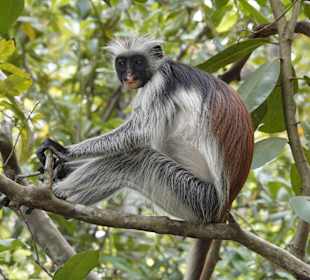 Affen im Nationalpark