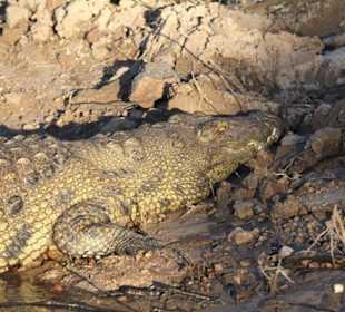 Krokodil am Chobeufer vom Hotelboot aus