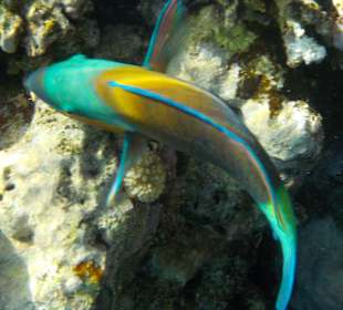 Schnorcheln Sharm el Sheikh