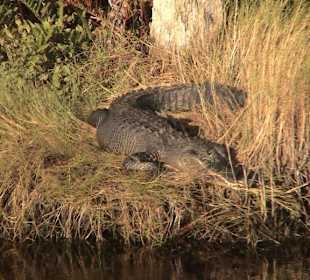 Hoffentlich bleibt der da drüben