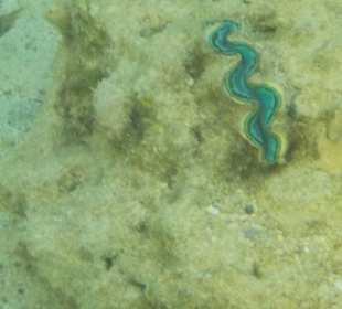 Schnorcheln Hurghada