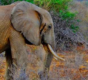 Elefant in Tsavo West