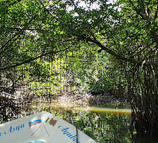 Bentota Fluss- und Mangroven Tour
