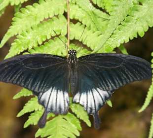 Schmetterling