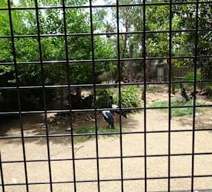 Stadtrundgang Sydney