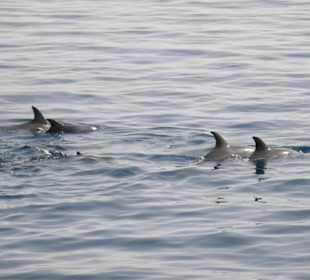 Delphintour mit SimSim