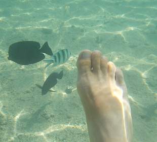 Fische auf Tuchfühlung 