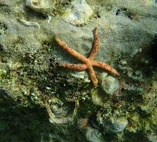 Unterwasserwelt Musandam