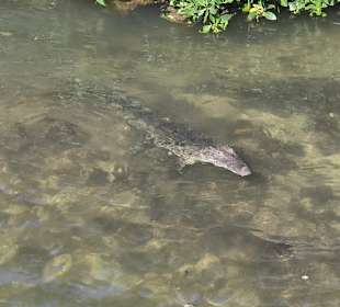 Krokodil in der Ferne 😀