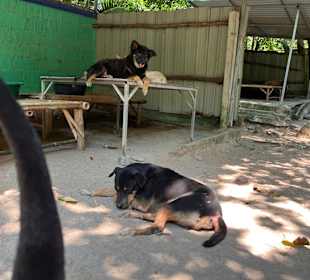 Hunde