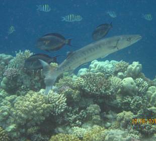 Schnorcheln Marsa Alam