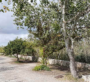 Naturpark S'Albufera
