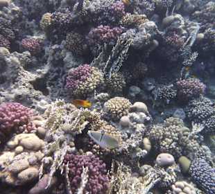 Schnorcheln Makadi Bay