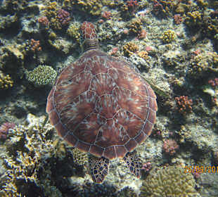 Schildkröte auf dem Riff