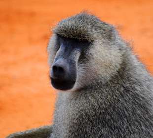Pavian an der Voi-Lodge