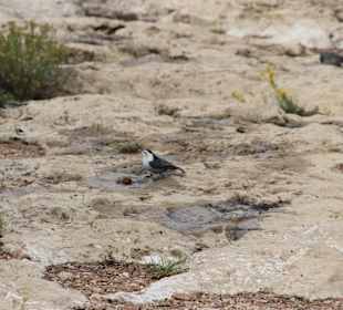 ..auch Vögel gibt es hier..