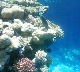 Unterwasserwelt Hotel Sharm Plaza