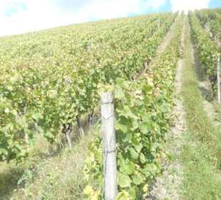 Weinbergswanderung Schoppen-Rundweg bei Ramsthal