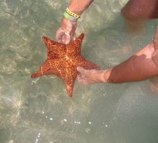 Isla Saona, Seestern in der Piscina Natural