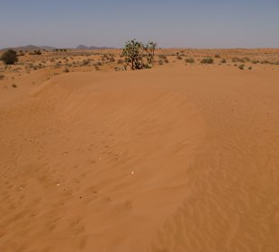 In den Sanddünen