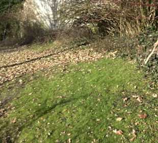 Natur im Park