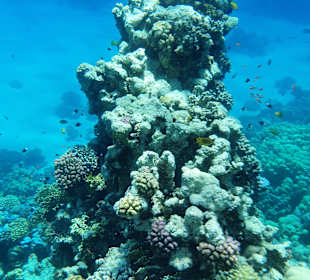 Schnorcheln Makadi Bay