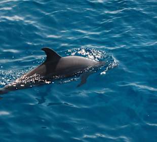 Delphin