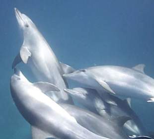 Dolphin House