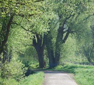 Der Radweg nach Lechstedt