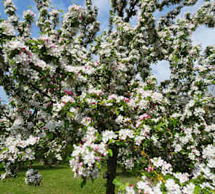 Obstbaumblüte im Baumpark Thedinghausen