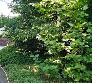 Botanischer Garten