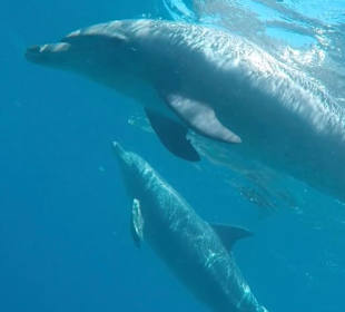 Delfintour