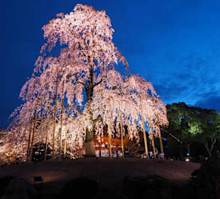 Toji Temple at Night