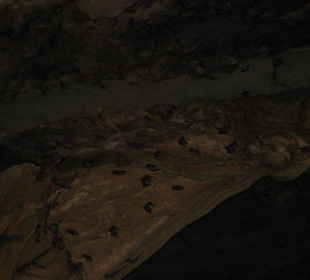 Sehr viele Fledermäuse auf den Felsen