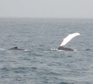 Whale watch