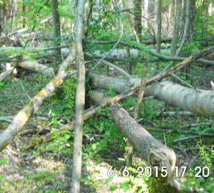 Działalność bobrów nad Klimuntem. 