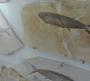 Jura-Museum