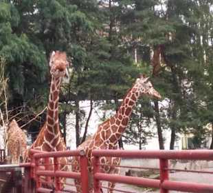 Zoo Wrocław