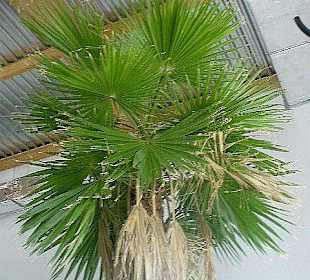 Pijalnia Wód - Palmiarnia