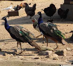 WildparkImpression September 2013