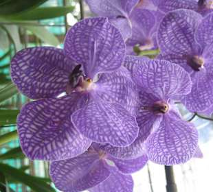 Orchidee