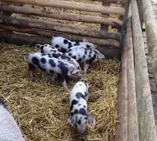 Bentheimer Ferkel im Freilichtmuseum Kiekeberg