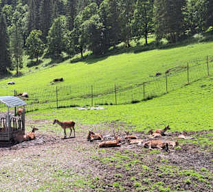 Wild- und Freizeitpark Untertauern