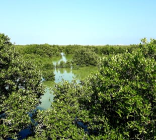 Al Thakira Mangroves