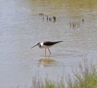 Naturpark S'Albufera