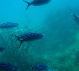 Ausflug Sindbad-Submarines