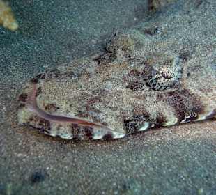 Krokodilsfisch Nordriff