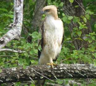 Haubenadler