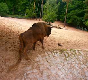 Zwierzęta w ZOO