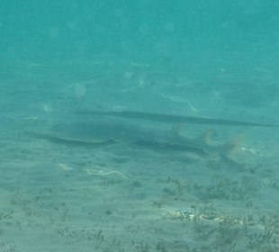 Makadi Beach Geigenrochen